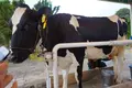 マザー牧場の写真_105720