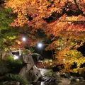 白鳥庭園の写真_105777