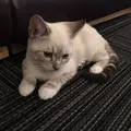 猫カフェ 猫の王様 川口店の写真_105887