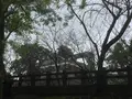 熊本城の写真_106199