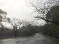 熊本城の写真_106201