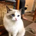 Cat Cafe ねころびの写真_106594