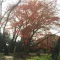 真間山弘法寺の写真_106624