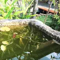本納寺の写真_106748