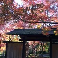 旧朝倉家住宅の写真_106778