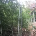 多摩自然遊歩道の写真_106880