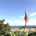 野島埼灯台の写真_106997