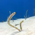 沖縄美ら海水族館の写真_107425