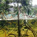 沖縄美ら海水族館の写真_107426