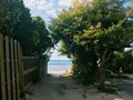 備瀬のフクギ並木の写真_107691
