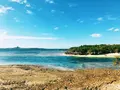 備瀬のフクギ並木の写真_107692