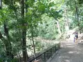 等々力渓谷の写真_108409