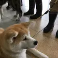大館駅の写真_108610