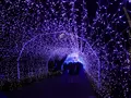 江の島サムエル・コッキング苑の写真_108761
