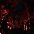 京都府立植物園の写真_108767