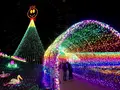 東京ドイツ村の写真_108963