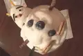 八月の鯨の写真_109222