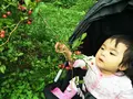 あっぷるみんとハーブ農園・自然食レストラン 風のもりの写真_109481