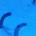 沖縄美ら海水族館の写真_109655