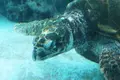 沖縄美ら海水族館の写真_109656