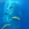 沖縄美ら海水族館の写真_109657