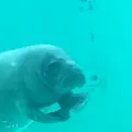 沖縄美ら海水族館の写真_109658