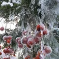白川郷合掌造りの写真_109833