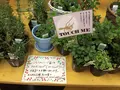 生活の木薬香草園の写真_110155