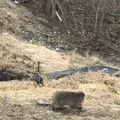 明智平ロープウェイの写真_110656