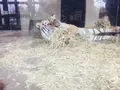 京都市動物園の写真_111132