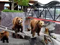 阿蘇カドリー・ドミニオンの写真_111247