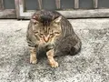 花見寺修性院の写真_111372