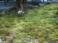 南禅寺の写真_112015