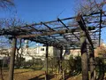 小石川植物園の写真_112078