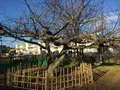 小石川植物園の写真_112079