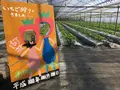 苺凛香 ばいりんかの写真_112321