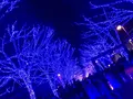 青の洞窟 SHIBUYAの写真_112604