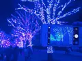 青の洞窟 SHIBUYAの写真_112605