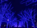 青の洞窟 SHIBUYAの写真_112608