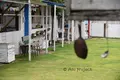 ガレットの写真_114262