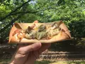 清澄公園の写真_115199