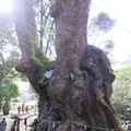 糸川遊歩道の写真_115308