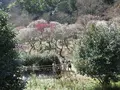 熱海梅園の写真_115321