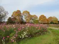 万博記念公園の写真_115876