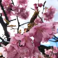 河津川の写真_116194