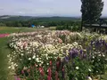 ケンとメリーの木の写真_116238