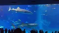 沖縄美ら海水族館の写真_116453