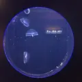 新江ノ島水族館の写真_117198