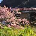 河津桜の写真_117418