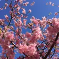 河津桜の写真_117419